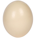 Decorative Ostrich Eggs